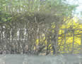 South