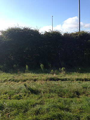 Site photo for this monitoring site