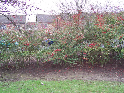 Site photo for this monitoring site